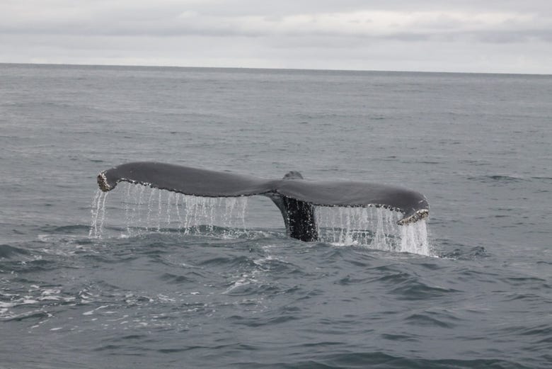 Baleine dans le Pacifique mexicain
