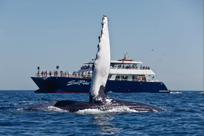 Avistando uma baleia