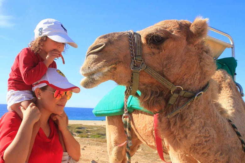 Conhecendo os camelos