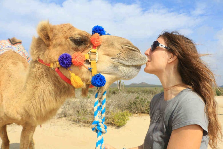 Faites connaissance avec les chameaux