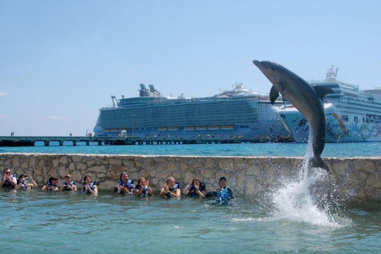 Swim with dolphins in Costa Maya