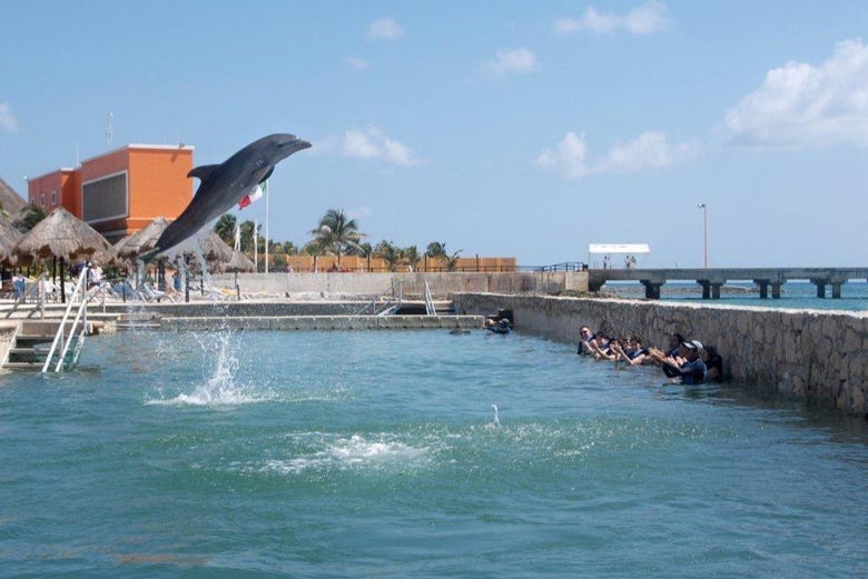 Enjoying swimming with dolphins in Costa Maya