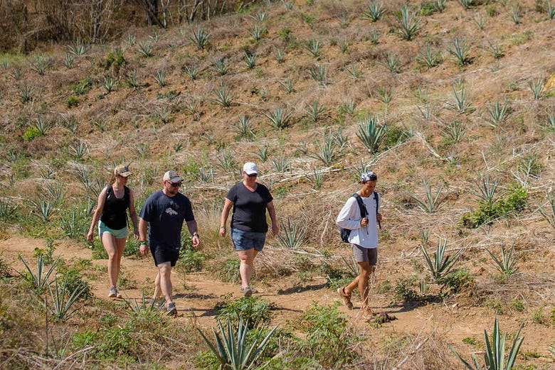 Walk along the Blue Agave Trail 