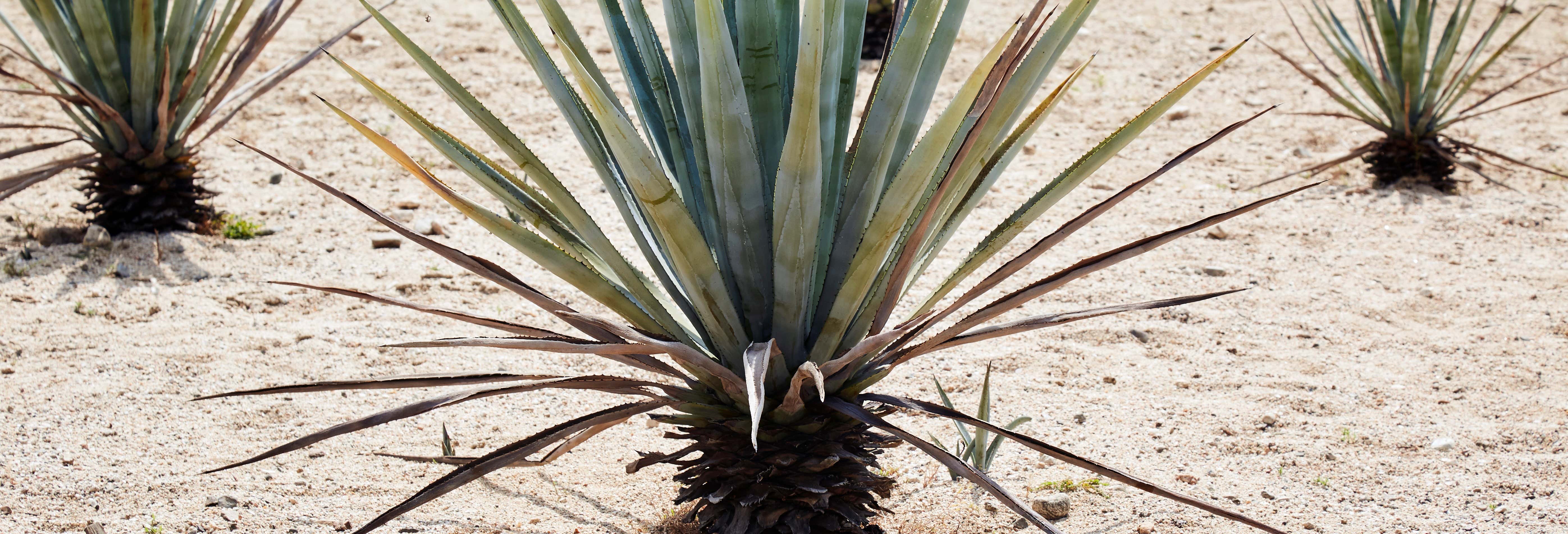 Excursión a una destilería de mezcal de Etúcuaro desde Morelia