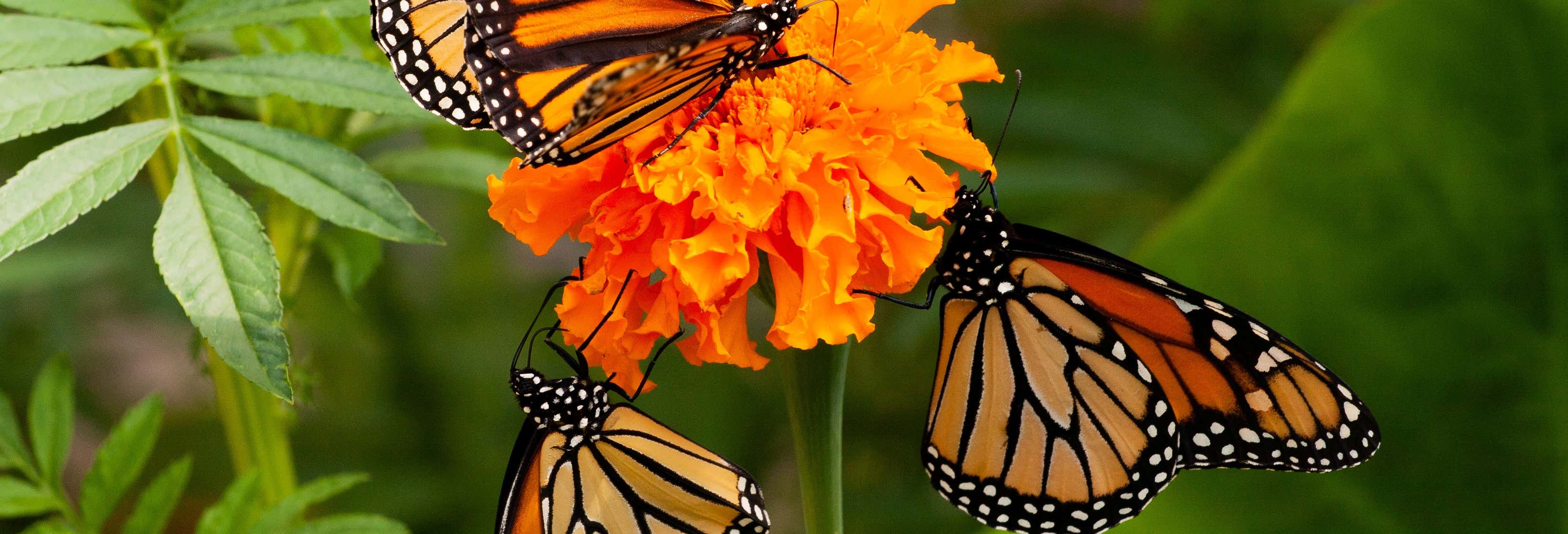 Excursión privada al santuario de mariposas El Rosario desde Morelia