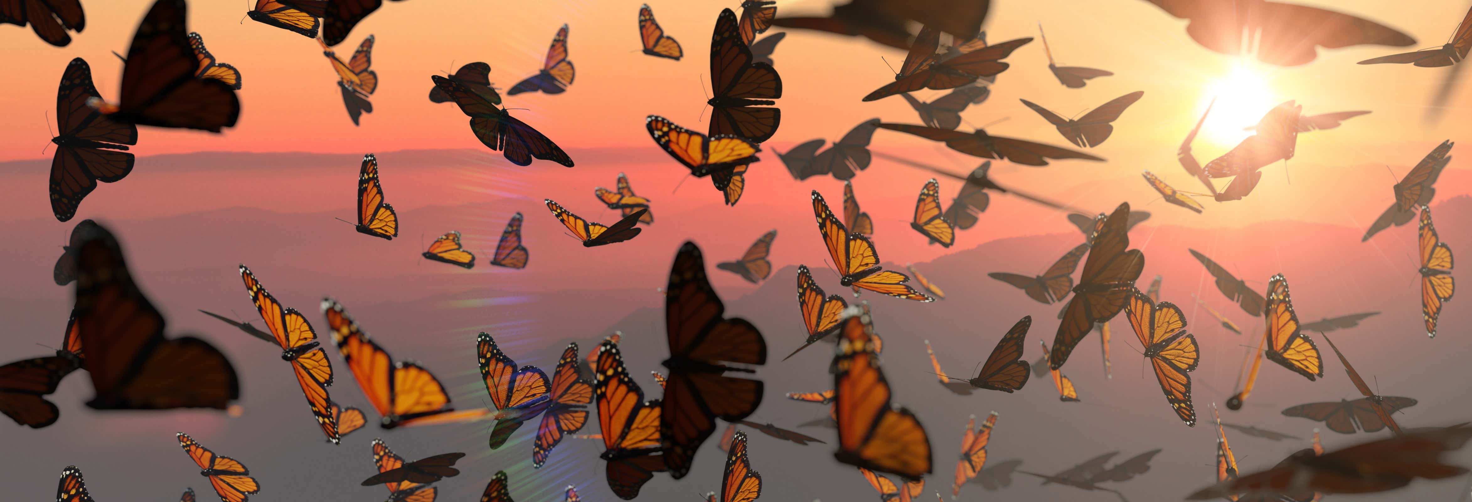 Excursión al santuario de mariposas monarca Sierra Chincua desde Morelia