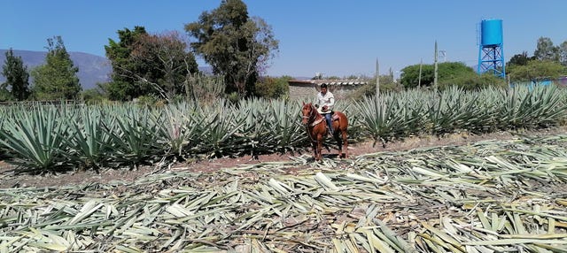 Paseo a caballo por Oaxaca