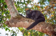 Senderismo por la selva Lacandona