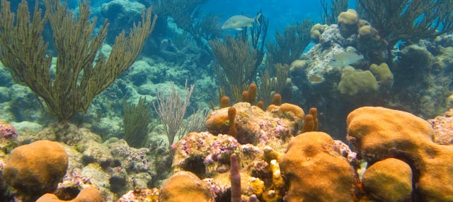 Akumal Bay + Cenote X Tun Day Trip