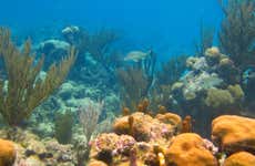 Excursión a la bahía de Akumal + Cenote X Tun