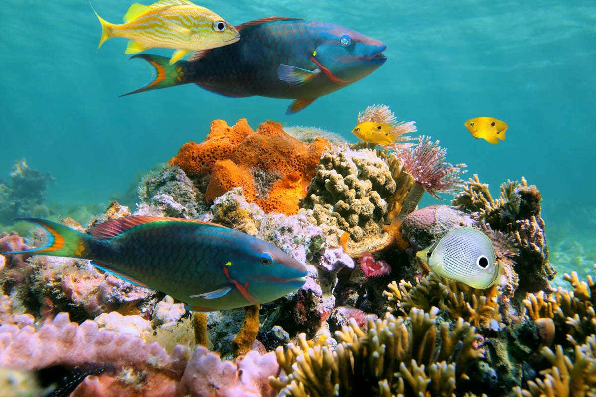 Excursión a Cozumel desde Riviera Maya