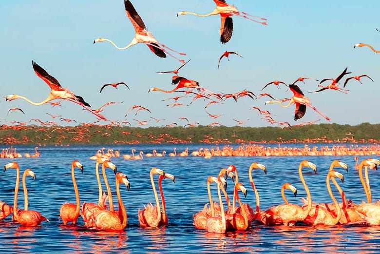 Flamingos em Las Coloradas