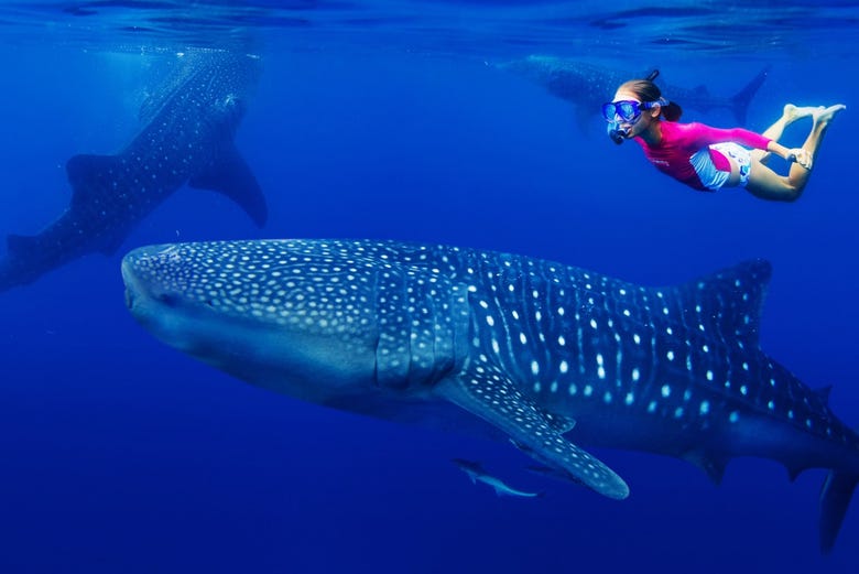 Nadando entre tiburones ballena