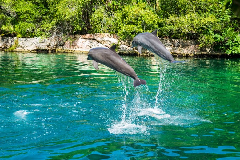 Delfines en Xel-Há