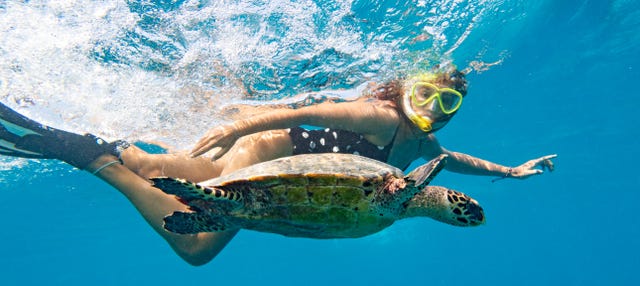 Sea Turtle Snorkeling Experience