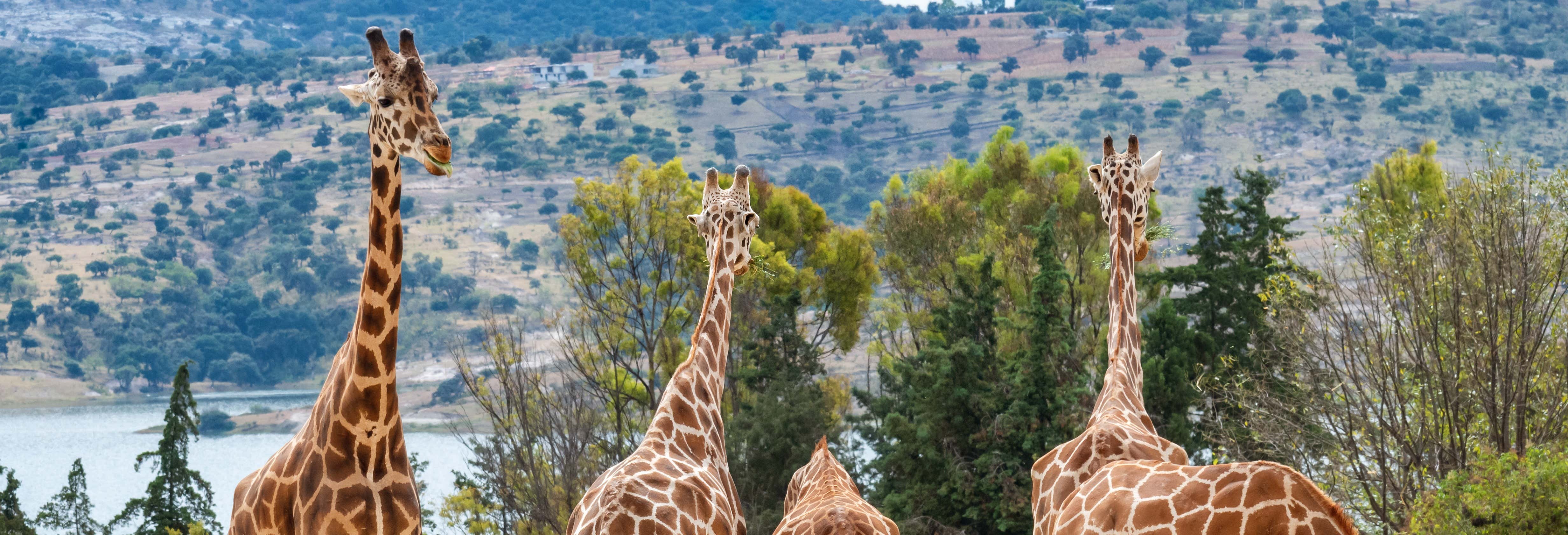 Excursión al Zoológico Africam Safari desde Puebla
