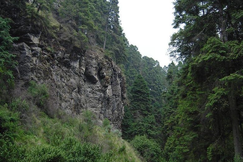 Bosques del Parque Nacional Izta-Popo Zoquiapan