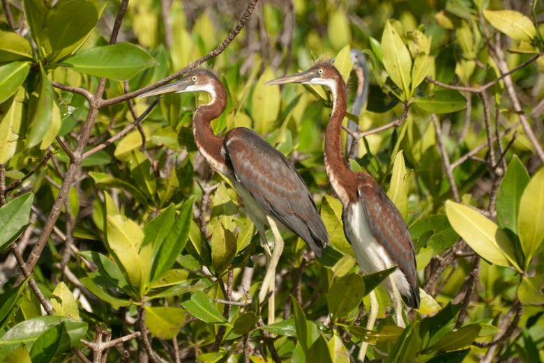 Diversité des oiseaux migrateurs à Chacahua