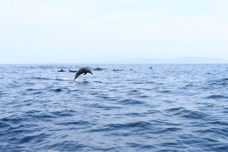 Dauphins de Puerto Escondido
