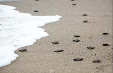 Turtle Release Experience