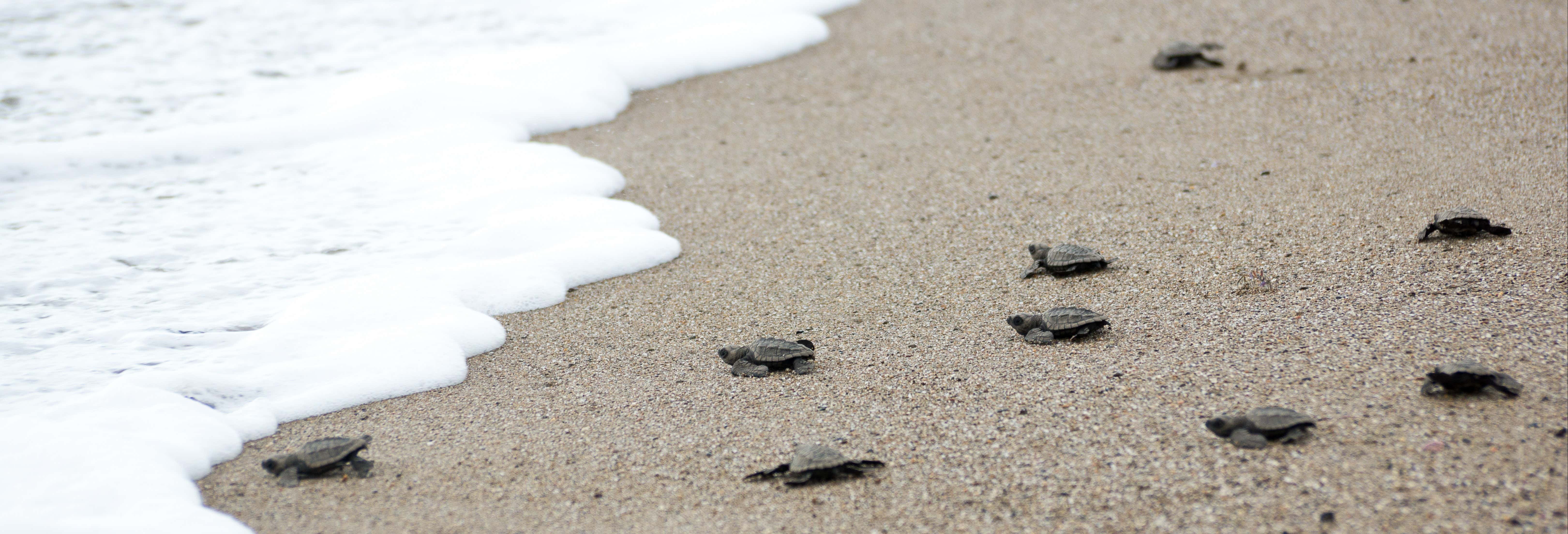 Liberación de tortugas en la playa de Colotepec desde Puerto Escondido