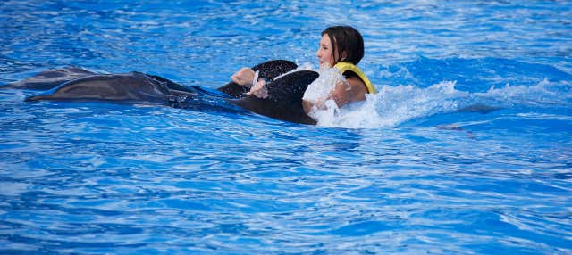 Nado con delfines en Parque Aquaventuras