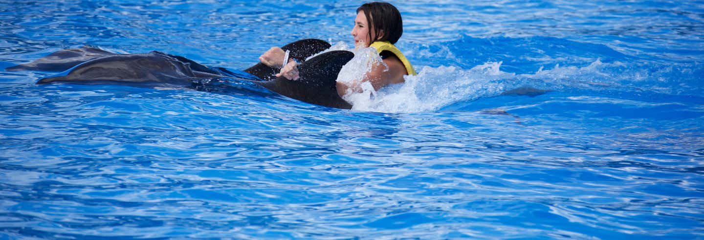 Bagno con i delfini al Parque Aquaventuras