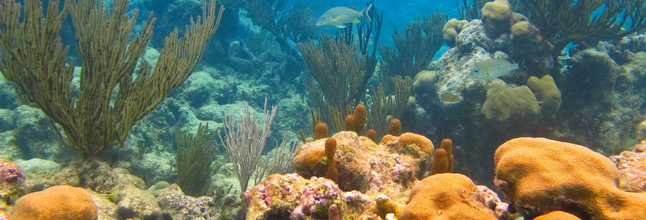 Excursión a Akumal y Kantunchi