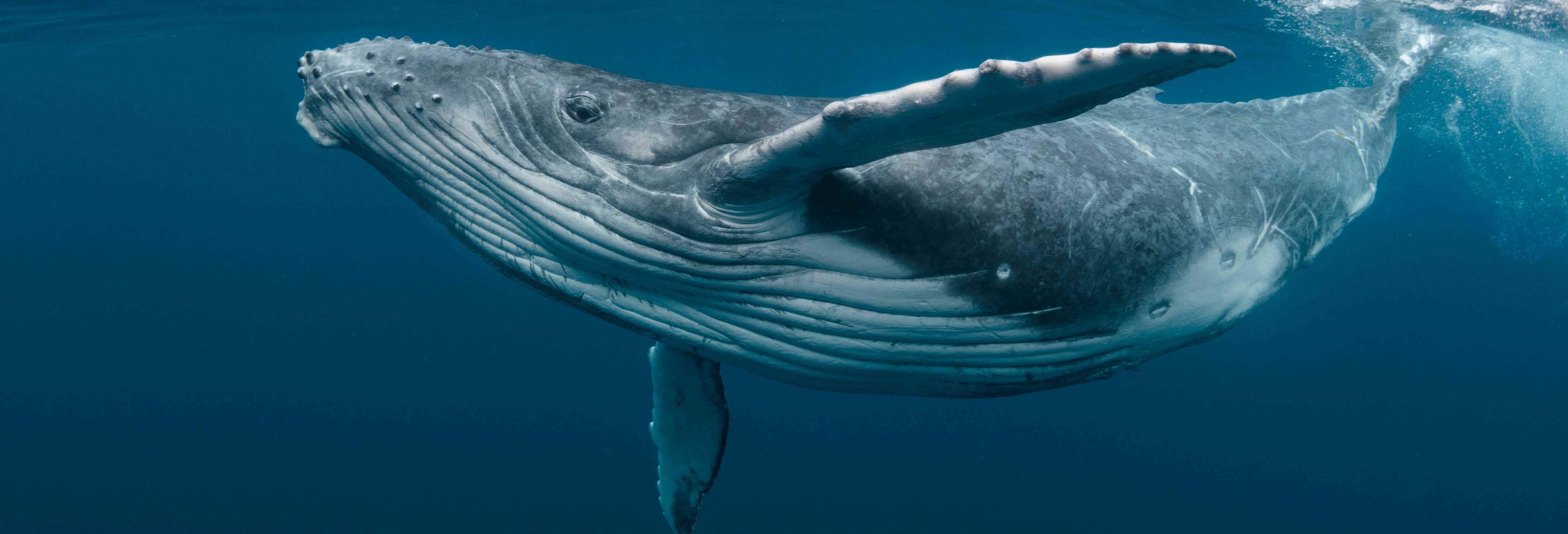 Avistamiento de ballenas en la Riviera Nayarit