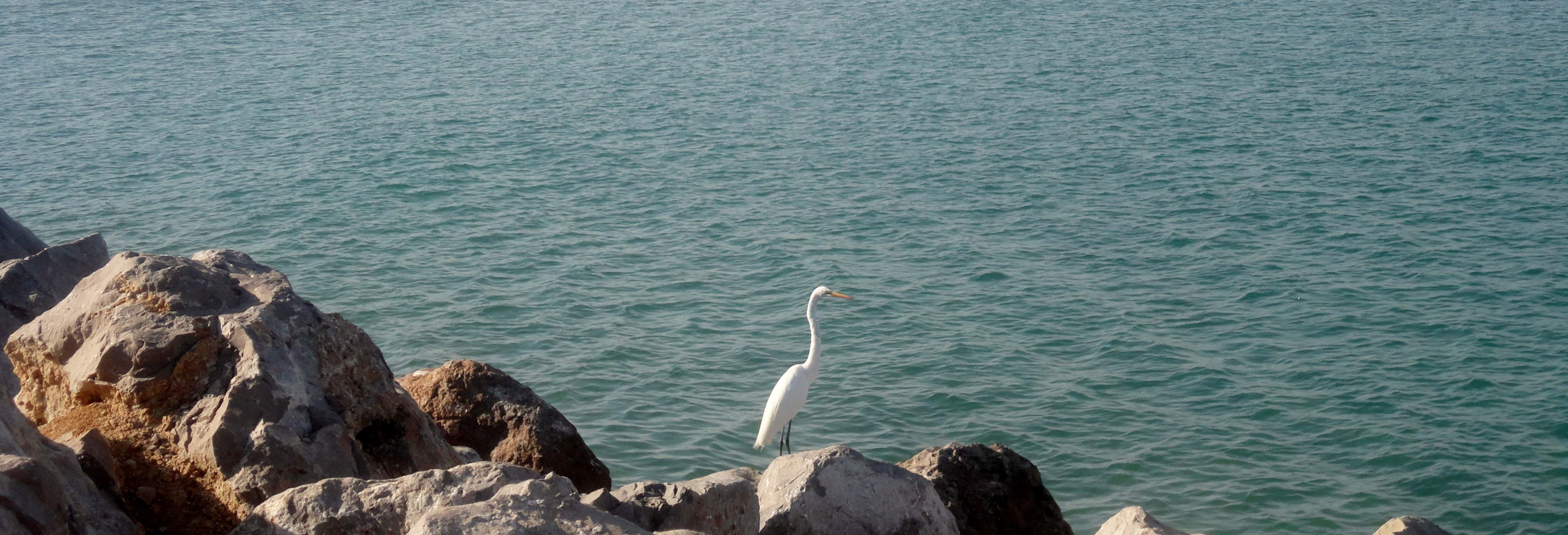 Tour por Tampico y playa Miramar desde Tampico