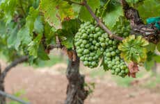 Tour do vinho pelo vale de Guadalupe