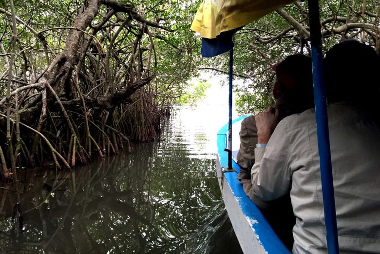 Paseo en lancha por los manglares