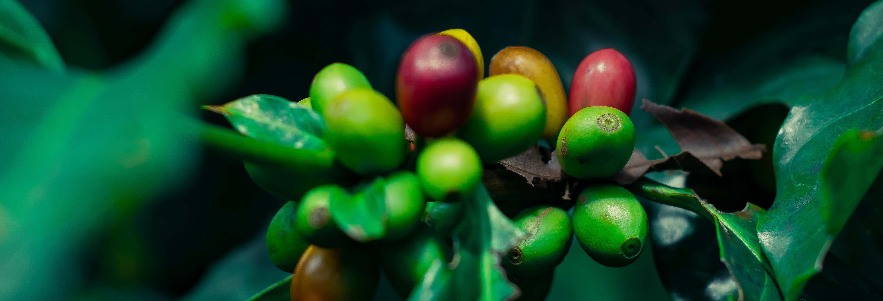 Tour del café por Coatepec desde Veracruz