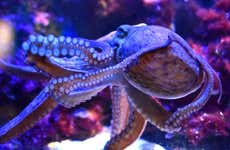 Biglietti per il Museo Oceanografico