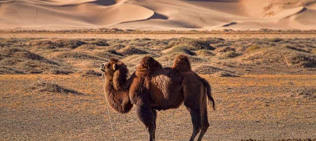 Excursión al desierto de Semi Gobi