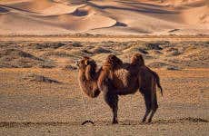 Semi Gobi Desert Tour