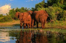 Safari dans le Parc national Kruger