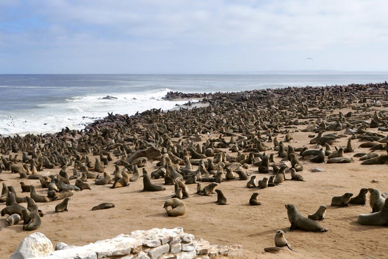 Colonia di leoni marini a Cape Cross