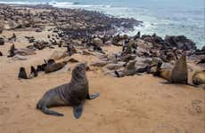 Cape Cross Seal Reserve Day Trip
