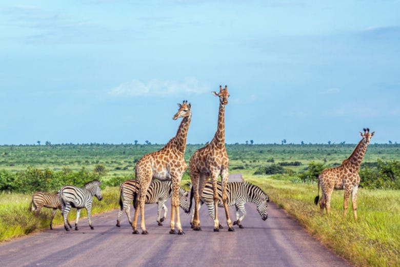Giraffes and zebras crossing the road