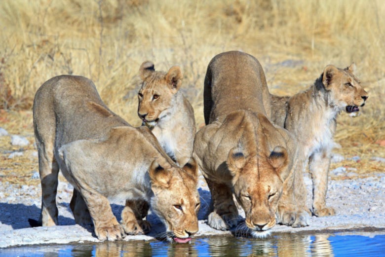 Leões bebendo água com os seus filhotes