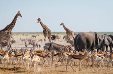 Safari de 4 días por el Parque Nacional Etosha