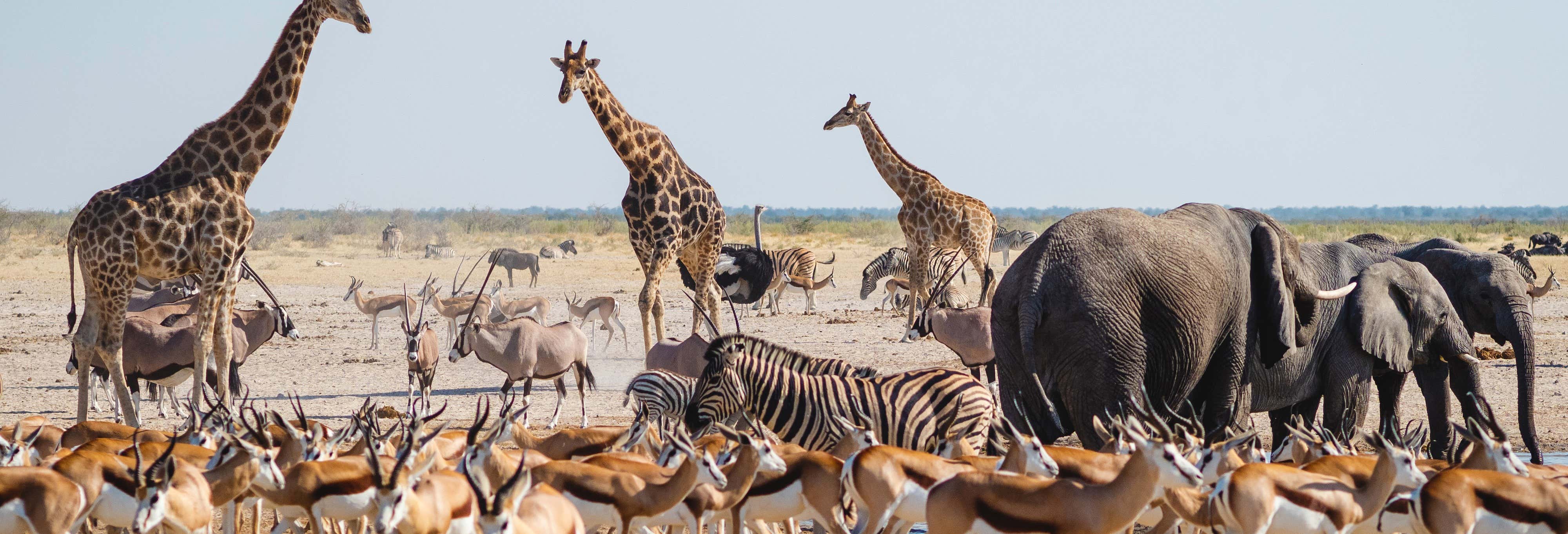 Safari de 4 días por el Parque Nacional Etosha