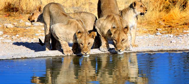 Safari de 8 días por lo mejor de Namibia