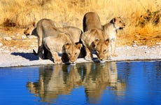 Safari de 8 días por lo mejor de Namibia