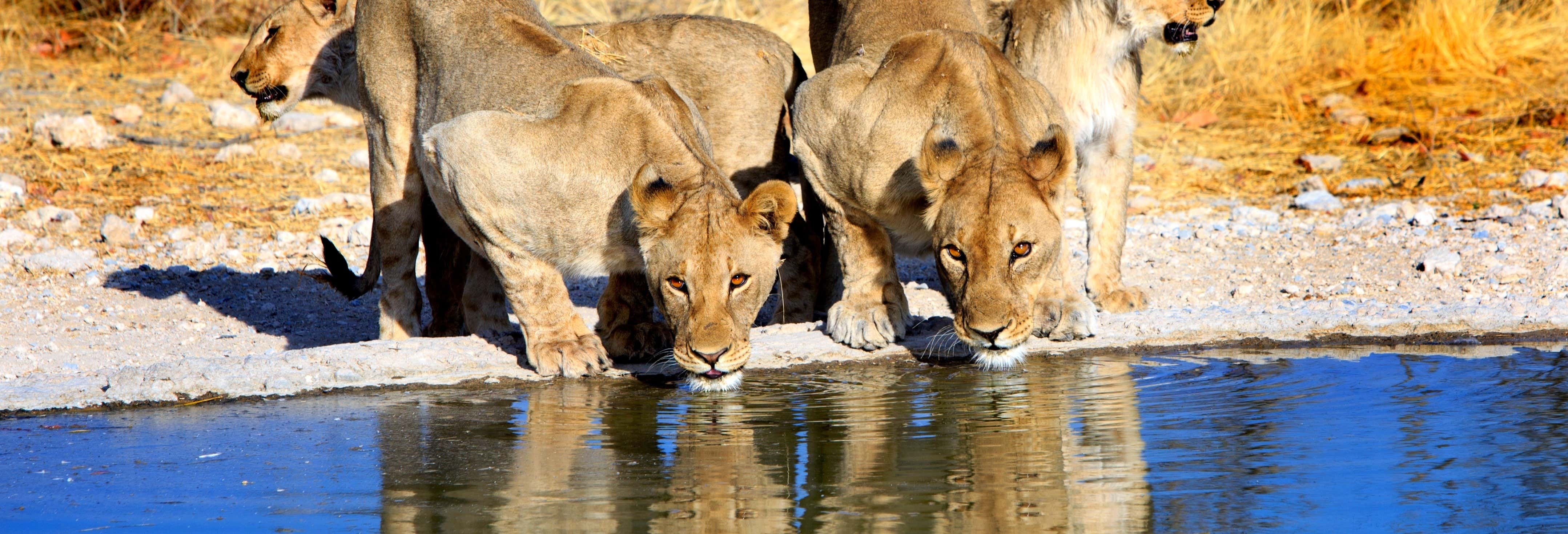 Safari de 8 días por lo mejor de Namibia