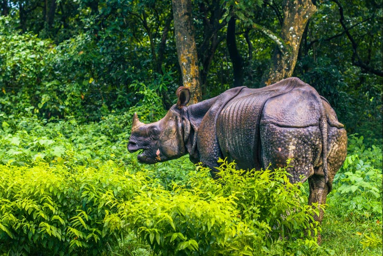 Rinoceronte indio de un solo cuerno