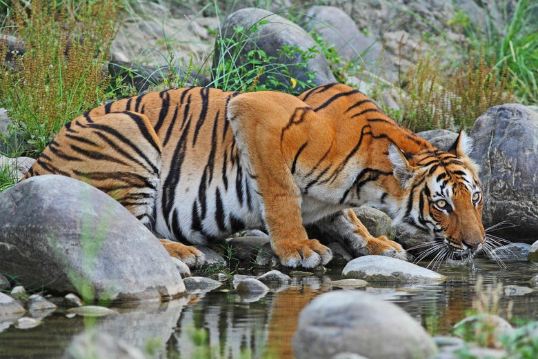 Tigre de bengala bebiendo en el arroyo