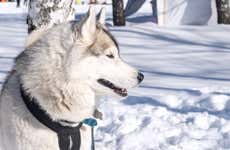 Visita a un criadero de perros husky