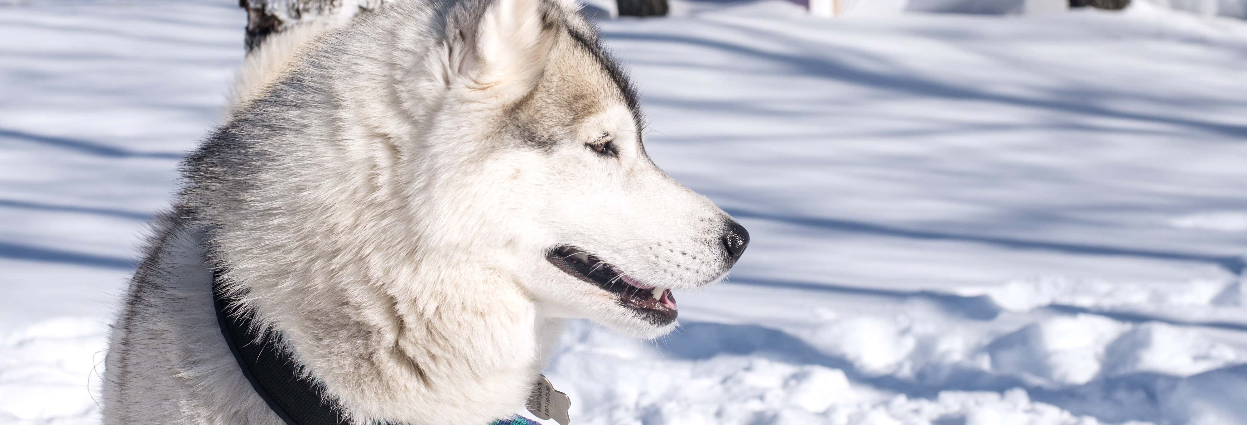 Visita a un criadero de perros husky